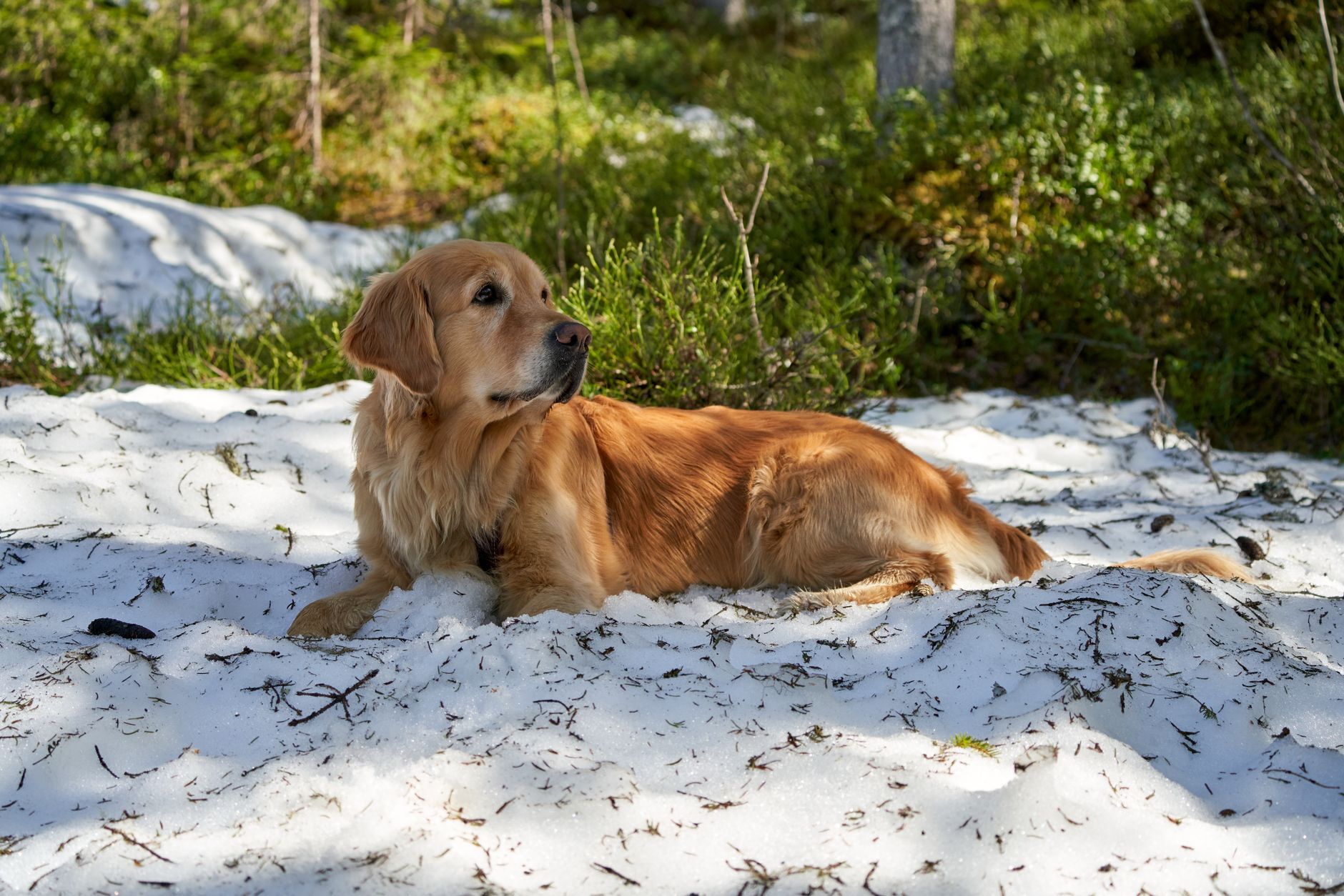 Hundegitter Auto: Welches Modell passt wirklich zu deinem Fahrzeug?